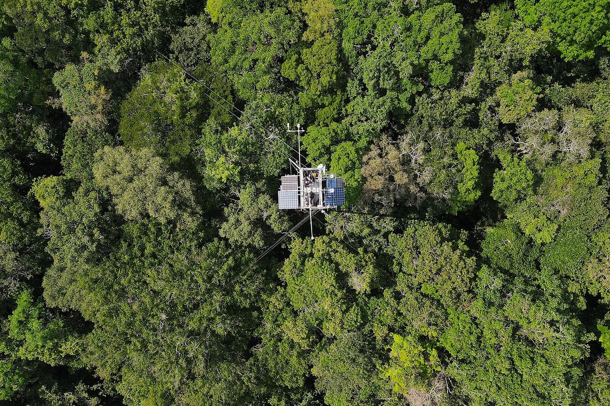 Copa de árvores da Amazônia, com torre de monitoramento